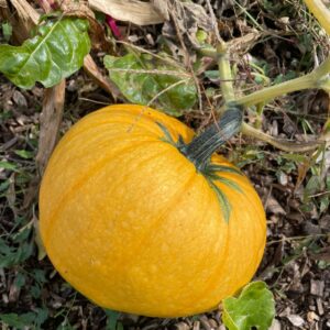 Potager Merveilleux en Permaculture - Duo Famille // dimanche, 07 septembre 2025, 16:00