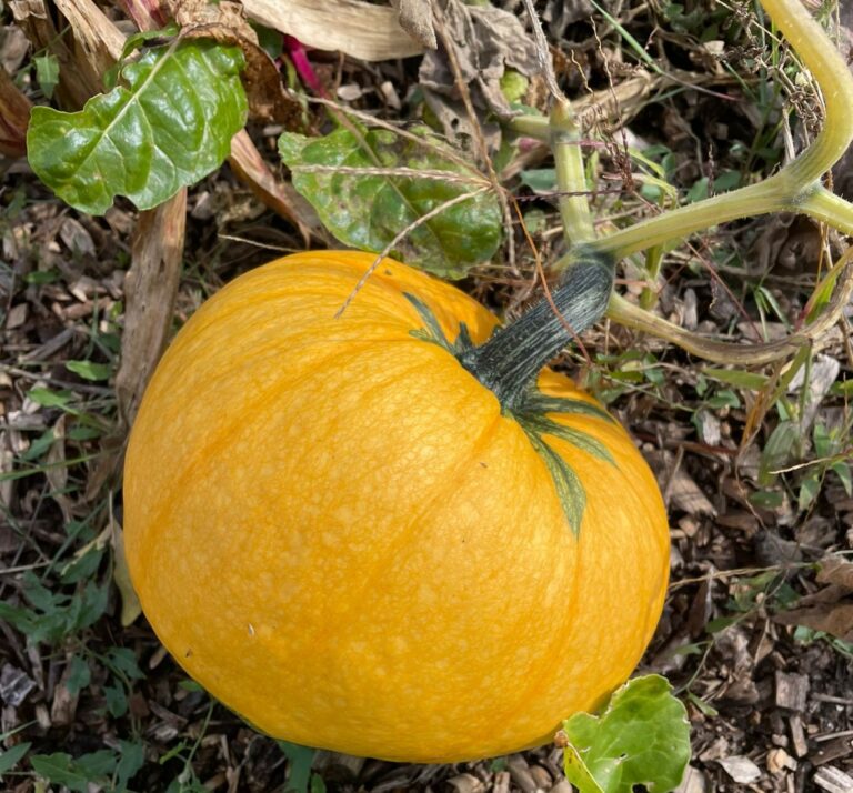 Potager Merveilleux en Permaculture